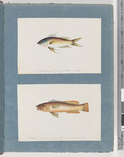 Pesce non identificato da Unknown artist