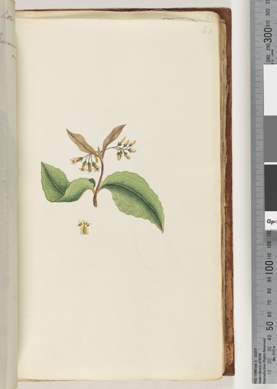 Pagina 60. Pianta non identificata da Unknown artist