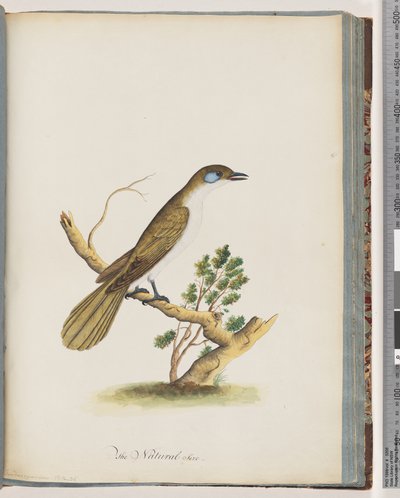 Pagina 61. Mielefaccia blu. Turdus cyanoris. Tordo dalle guance blu da Unknown artist