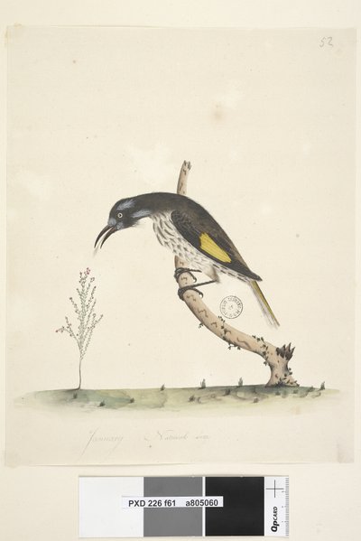 Pagina 61. Gennaio. Dimensione naturale. Meliore giallo alato Meliornis novae hollandiae, 1791-92 da Unknown artist