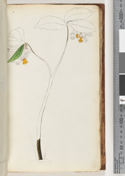 Pagina 61. Nessuna iscrizione, disegno non finito da Unknown artist