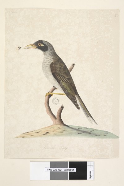 Pagina 62. Giugno. Dimensione naturale. Minatore rumoroso Myzantha melanocephala, 1791-92 da Unknown artist