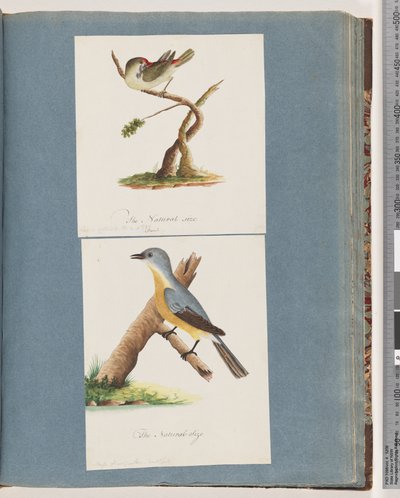 Pagina 62. Fringuello dalle sopracciglia rosse. Loxia astrild. 63. Uccello non identificato. Muscicapa flavigastra da Unknown artist