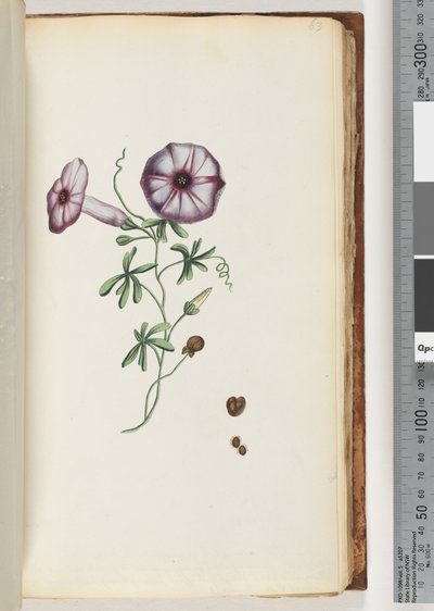 Pagina 63. Convolvolo da Unknown artist