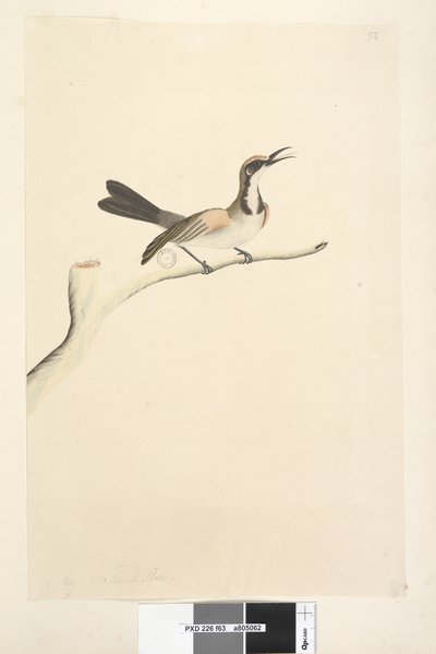 Pagina 63. Maggio. Dimensione naturale. Meliore dalla corona fulva Phylidonyris melanops, 1791-92 da Unknown artist