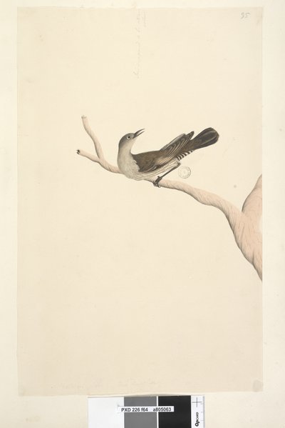 Pagina 64. Dimensione naturale. Iride dubbia. Iride supposta di colore paglia. Rampichino marrone Climacteris picumnus, 1791-92 da Unknown artist