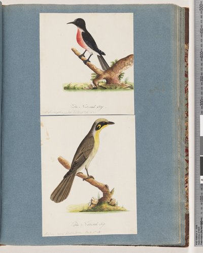 Pettirosso scarlatto. Musca crythrogastra. Melifago ciuffo giallo. Muscicapa novae Hollandiae da Unknown artist