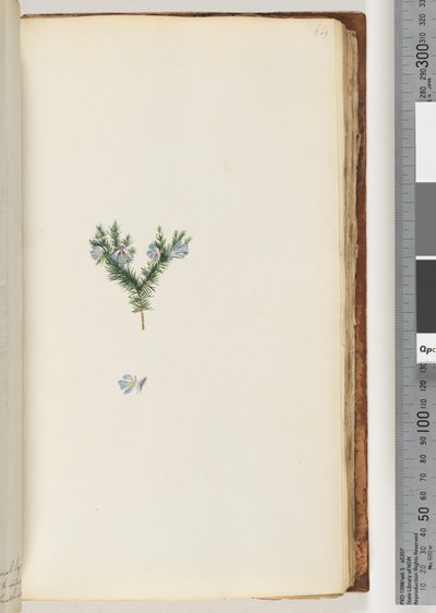 Pagina 64. Pianta non identificata da Unknown artist