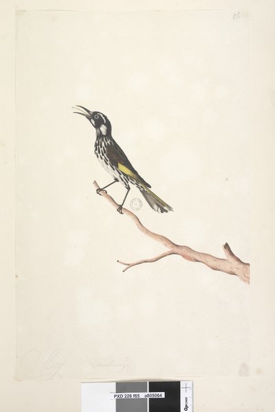 Pagina 65. Maggio, dimensione naturale. Meliore giallo alato Meliornis novae hollandiae, 1791-92 da Unknown artist