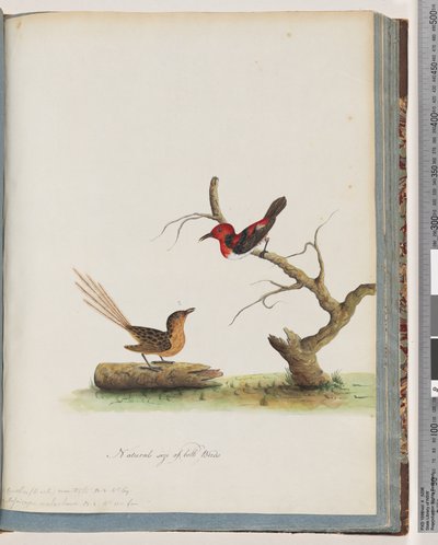 Pagina 66. 1. Miele Scarlatto. Certhia/Honeyeater/orientale. 2. Uccello non identificato. Muscicapa malachura da Unknown artist