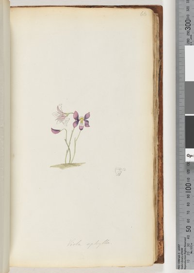 Pagina 66. Viola aphylla / Viola selvatica da Unknown artist
