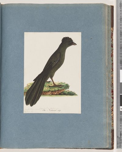 Pagina 67. Uccello non identificato. Possibilmente un nuovo Lanius o Muscicapa da Unknown artist
