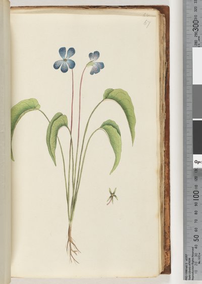 Pagina 67. Pianta non identificata da Unknown artist