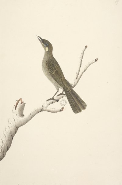 Pagina 68. Agosto. Meliphaga Lewinii da Unknown artist