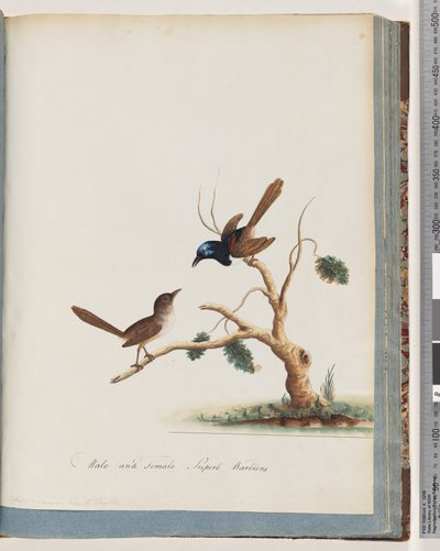 Pagina 68. Scricciolo delle fate dalle ali rosse, maschio e femmina. Maschi e femmine di superb warblers da Unknown artist