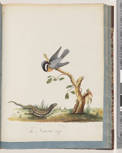 Pagina 69. Uccello non identificato con una lucertola. Sylvia rufirostris da Unknown artist