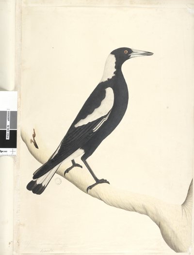 Pagina 6. Magpie dal dorso nero Gymnorhina tibicen, 1791-92 da Unknown artist