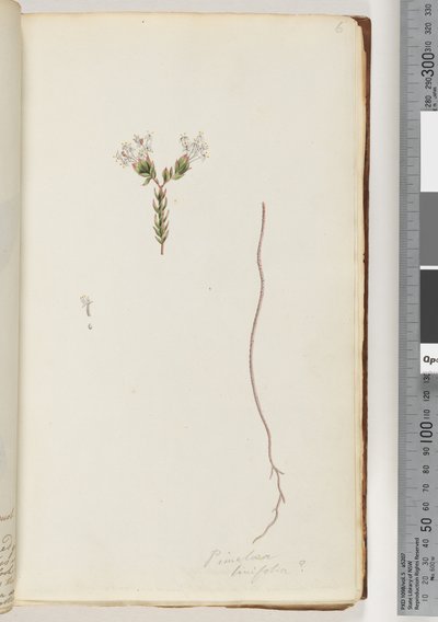 Pagina 6. Pimeloea linfolia da Unknown artist