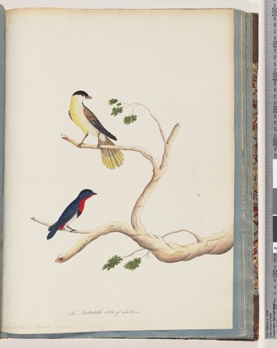 Pagina 70. 1. Uccello non identificato. Bonnet Warbler da Unknown artist