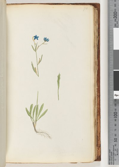 Pagina 70. Pianta non identificata da Unknown artist