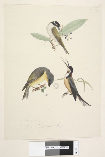 Pagina 71. Meliphaga da Unknown artist