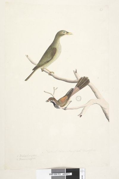 Pagina 72. Meliphaga e Muscicapa da Unknown artist