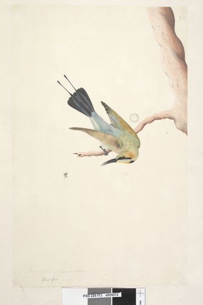 Pagina 73. Merops. Rainbow Bird Merops ornatus, 1791-92 da Unknown artist