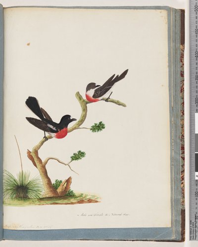 Pagina 73. Pettirossi scarlatti da Unknown artist
