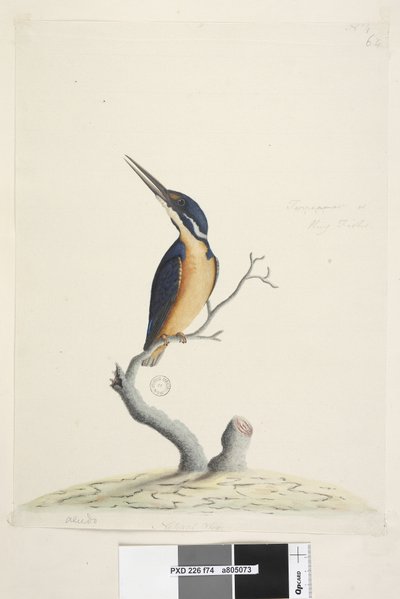 Pagina 74. Alcedo. Dimensione naturale Alcedo azurea, 1791-92 da Unknown artist