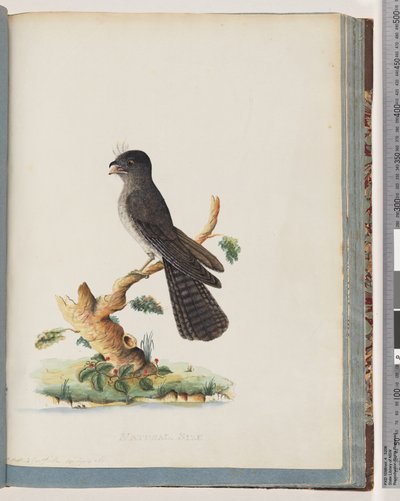 Pagina 75. Uccello non identificato. Caprimulgo di Nuova Olanda da Unknown artist