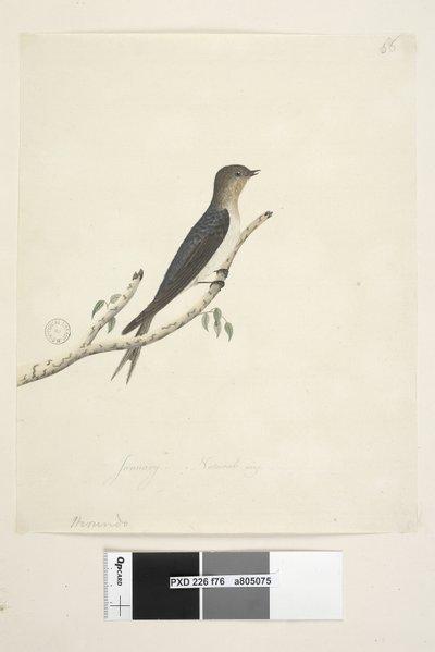 Pagina 76. Hirundo. Swallow di benvenuto Hirundo neoxena, 1791-92 da Unknown artist