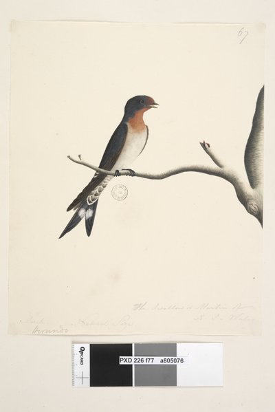 Pagina 77. Hirundo. Dimensione naturale Hirundo neoxena, 1791-92 da Unknown artist