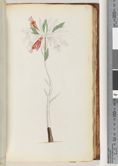 Pagina 77. Nessuna iscrizione, disegno incompiuto da Unknown artist