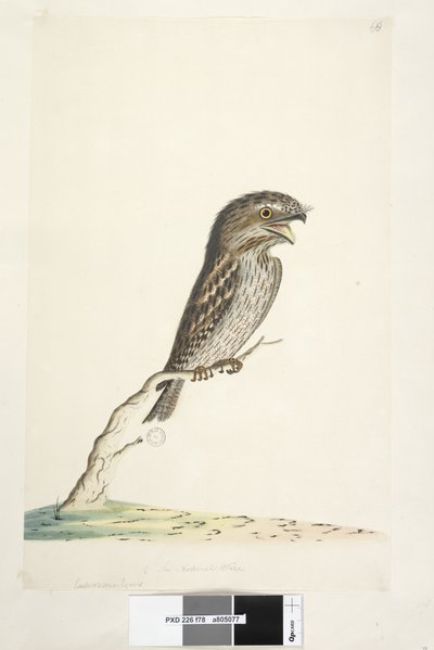 Pagina 78. Caprimulgus. Tawny Frogmouth Podargus strigoides, 1791-92 da Unknown artist