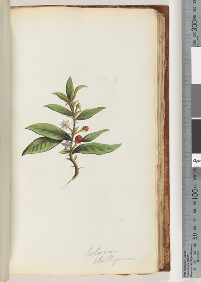 Pagina 78a. Solanum stelligerum / Belladonna stellata da Unknown artist
