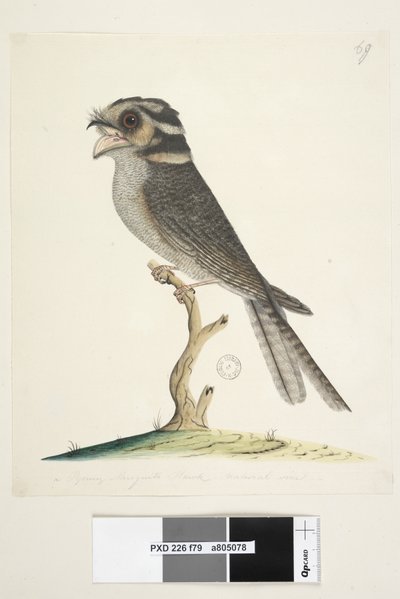 Pagina 79. Un giovane falco Musquito, dimensioni naturali Owlet Nightjar Aegotheles cristatus, 1791-92 da Unknown artist