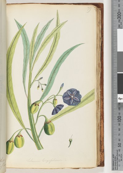 Pagina 79. Solanum longifolium da Unknown artist