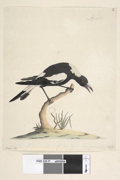 Pagina 7. Barita. 1/2 della dimensione naturale. Questo uccello ha un canto molto insolito e non sgradevole. Gazza dal dorso nero Gymnorhina tibicen, 1791-92 da Unknown artist