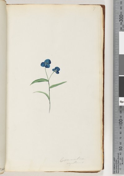Pagina 7. Commelina capillaris da Unknown artist