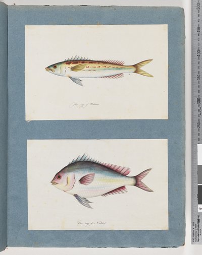 Pagina 7. Pesce non identificato. 8. Pesce non identificato da Unknown artist