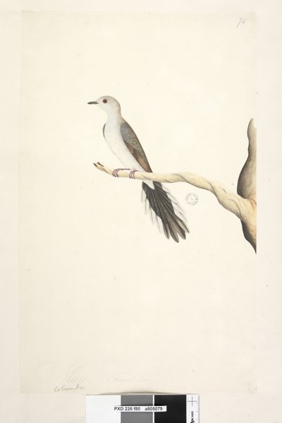 Pagina 80. Columba da Unknown artist