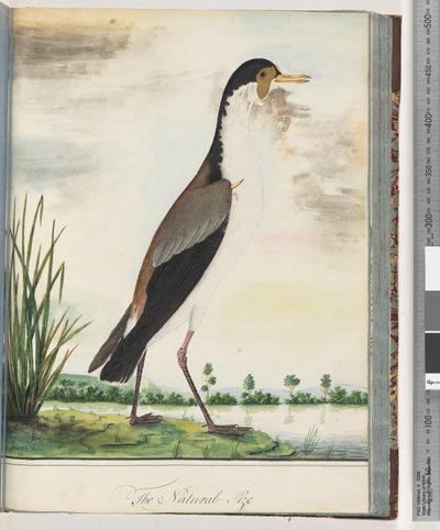Pagina 80. Pavoncella mascherata o piviere speronato da Unknown artist