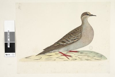 Pagina 82. Phaps chalcoptera, 1791-92 da Unknown artist