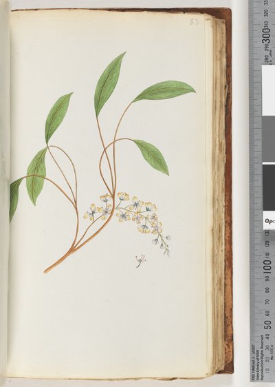 Pagina 83. Pianta non identificata da Unknown artist