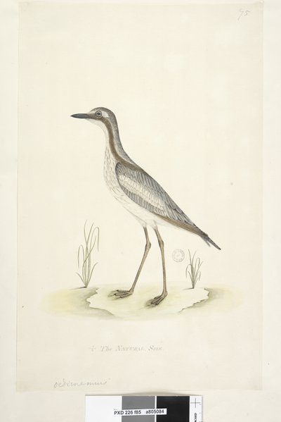 Pagina 85. Oedicnemus. al centro inferiore in altra mano 1/2 della dimensione naturale. Occhione meridionale Burhinus magnirostris, 1791-92 da Unknown artist