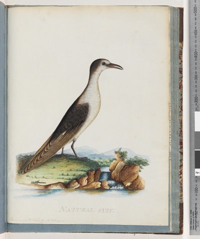 Pagina 85. Sterna fuligginosa. Sterna novae Hollandae. Sterna di Nuova Olanda da Unknown artist