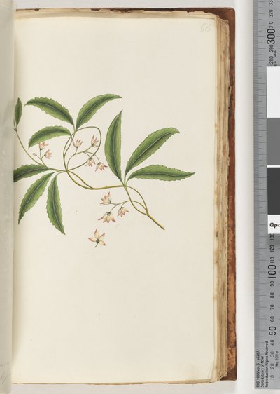 Pagina 86. Pianta non identificata da Unknown artist
