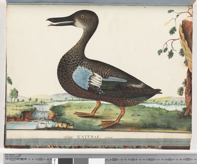 Pagina 87. Anatra da Unknown artist
