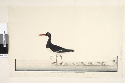 Hematopus. Maschio e femmina visti insieme sulle rocce da Unknown artist
