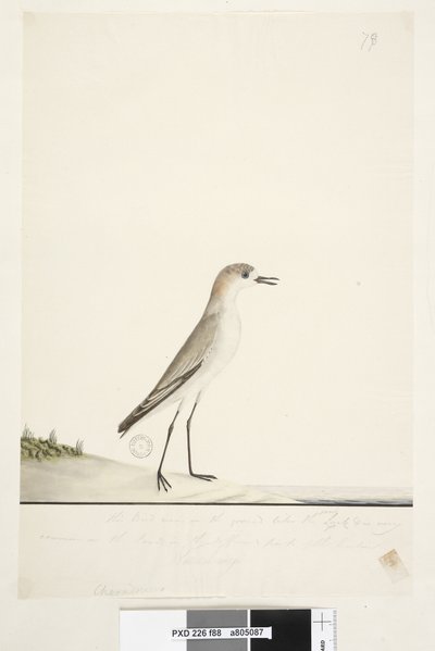 Pagina 88. Charadrius. Dotterel dal cappuccio rosso Charadrius alexandrinu da Unknown artist